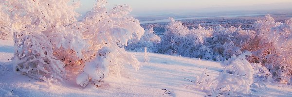 Śnieg, Krzewy, Zima