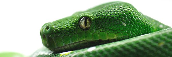 Pyton, Wąż, Zielony