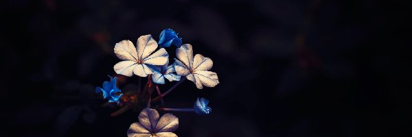 Białe, Kwiatuszki, Kwiatki, Niebieskie