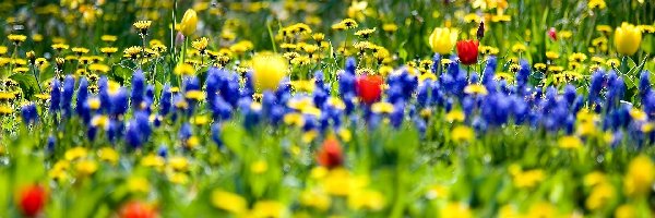 Wiosna, Łąka, Kwietna, Rozmycie, Tulipany