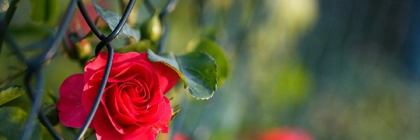 Ogrodzenie, Róża, Czerwona
