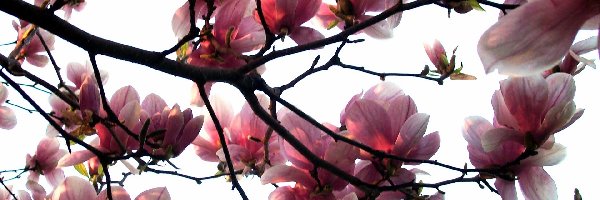 Gałąź, Magnolia, Różowa