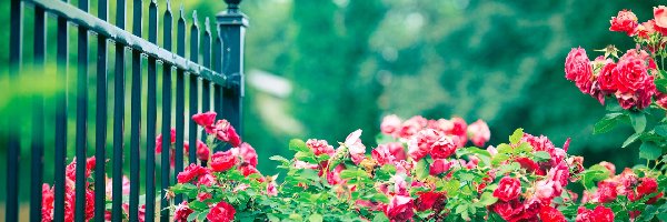 Ogrodzenie, Róże, Park