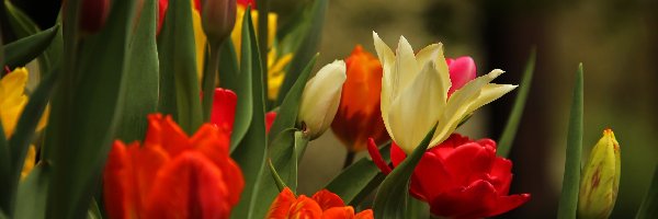 Kwiaty, Tulipany, Kolorowe