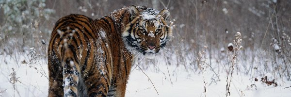 Spojrzenie, Tygrys, Zima