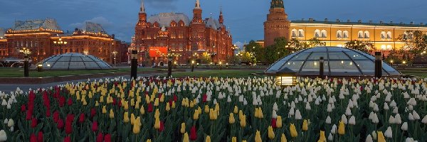 Klomb, Zdjęcie, Miasto, Tulipany, Moskwa, Rosja