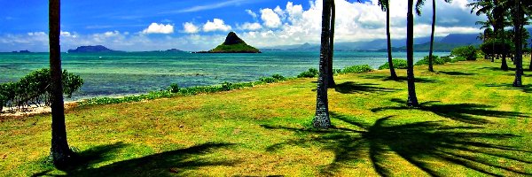 Wyspa, Hawaje, Palmy, Ocean
