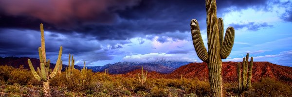 Chmury, Granatowe, Karnegia olbrzymia, Saguaro, Kaktusy, Stany Zjednoczone, Stan Arizona, Fioletowo, Park Narodowy Saguaro