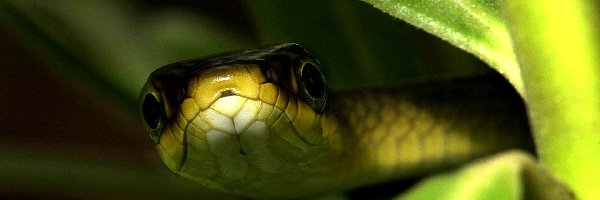 Głowa, Wąż, Zielony