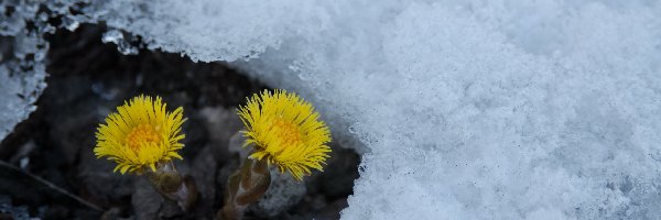 Zima, Lód, Kwiaty