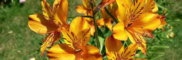 Alstroemeria, Pomarańczowa, Kwiaty