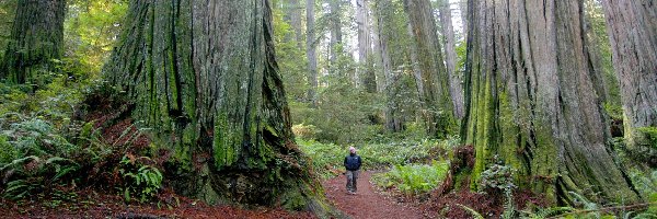 Człowiek, Park Narodowy Redwood, Las, Stan Kalifornia, Stany Zjednoczone, Paprocie, Sekwoje