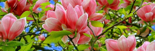 Magnolii, Kwiaty