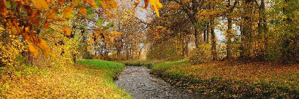 Park, Jesień, Liście, Rzeka