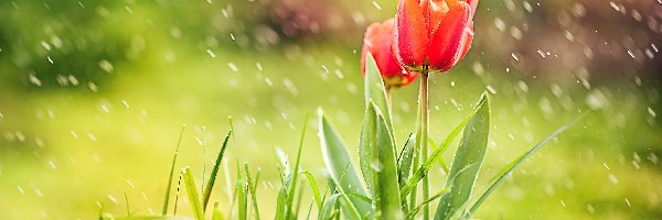 Deszcz, Tulipany, Czerwone