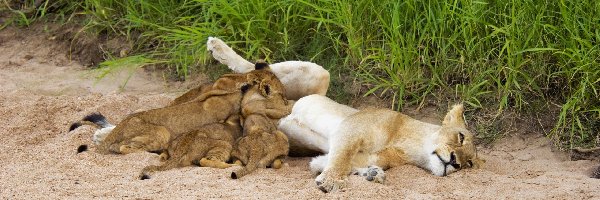 Rodzina, Lwy, Śpiące
