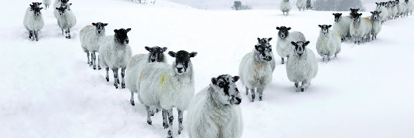 Owce, Śnieg