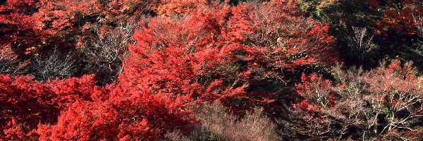 Jesień, Czerwone, Drzewa