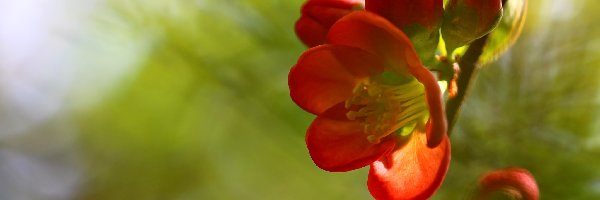 Pigwowiec Japoński, Kwiaty, Czerwone, Krzew