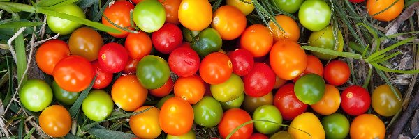 Pomidory, Kolorowe