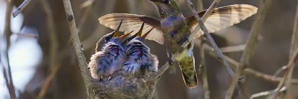 Gniazdo, Kolibry
