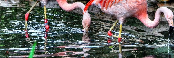 Woda, Flamingi, Piękne