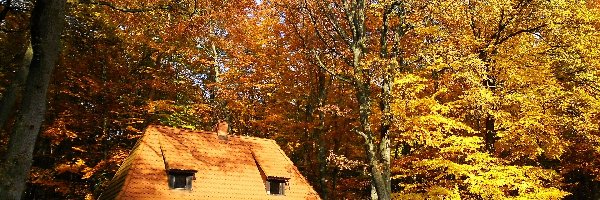 Jesień, Liście, Drzewa, Lasek Miejski