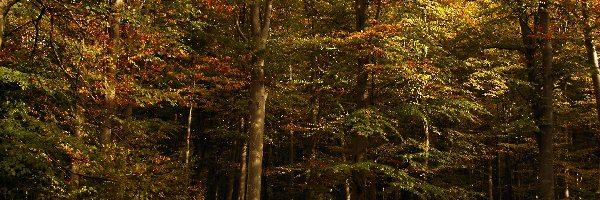 Jesienią, Liście, Drzewa, Las