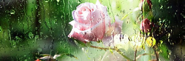Róża, Deszcz, Szyba, Różowa