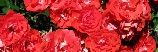 Ogród, Róże, Czerwone
