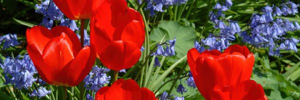 Tulipany, Hiacynt, Niebieski, Czerwone