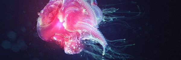 Meduza, Piękna