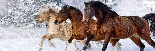 Bieg, Konie, Zima