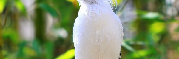 Bali Starling, Szpak balijski, Biały