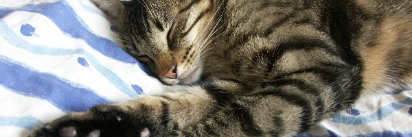 Pościel, Kotek, Śpiący