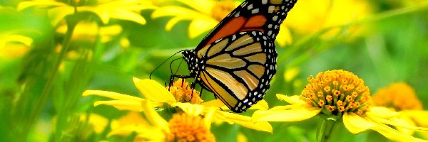 Motyl, Kwiatuszki, Żółte