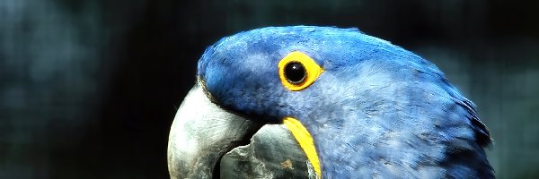 Papuga, Niebieska