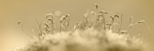 Roślinki, Małe, Porosty