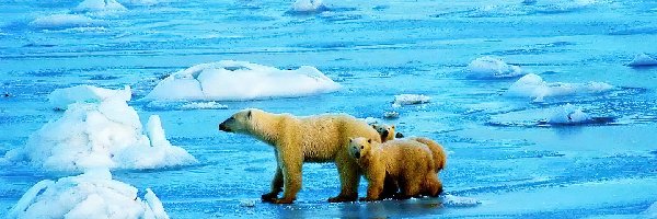 Lód, Woda, Niedźwiedzie