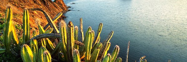 Kaktusy, Morze