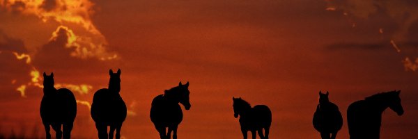 Słońca, Zachód, Konie