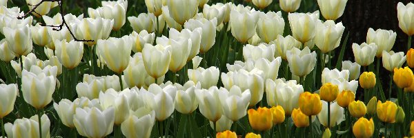 Tulipany
, Żółte, Białe
