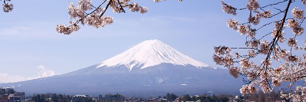 Fuji, Gałązki, Góra, Japonia, Kwitnące, Jezioro