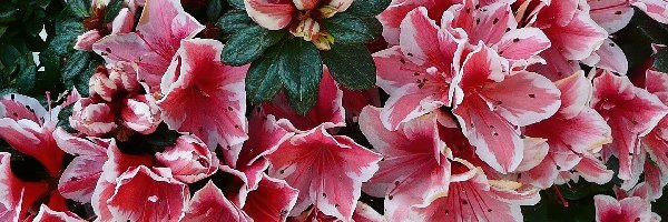 Różanecznik, Azalia, Kwiat
