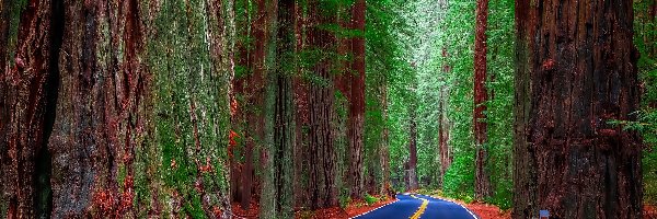 Las, Stan Kalifornia, Nawierzchnia, Niebieska, Park Narodowy Redwood, Drzewa, Sekwoje, Stany Zjednoczone