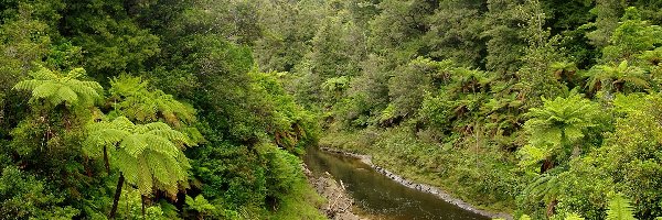 Rzeka, Roślinność, Lasy, Nowa Zelandia, Tangarakau