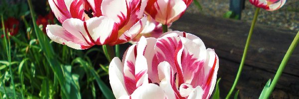 Tulipany, Różowe, Biało