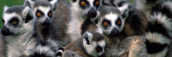 Ssaki, Oczy, Lemury