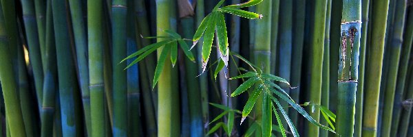 Liście, Bambus