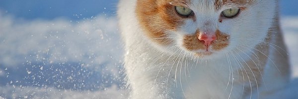 Biały, Śnieg, Kotek, Rudo